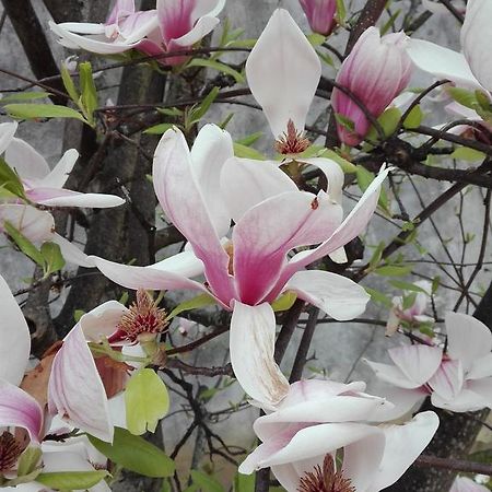 La Magnolia Appartamento Cascina Eksteriør billede