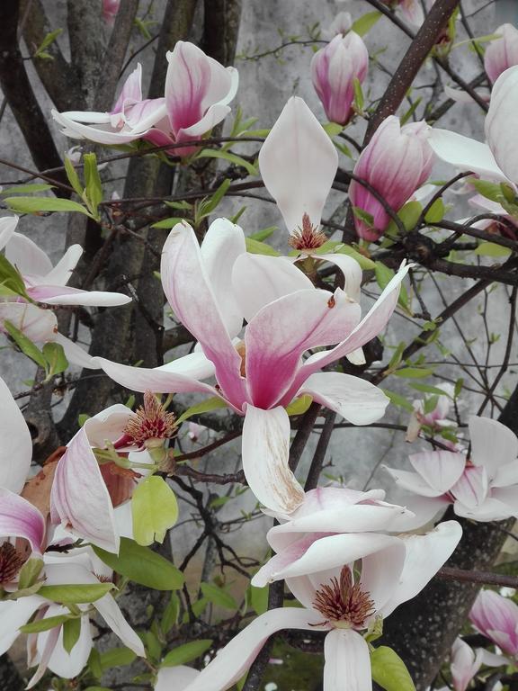 La Magnolia Appartamento Cascina Eksteriør billede